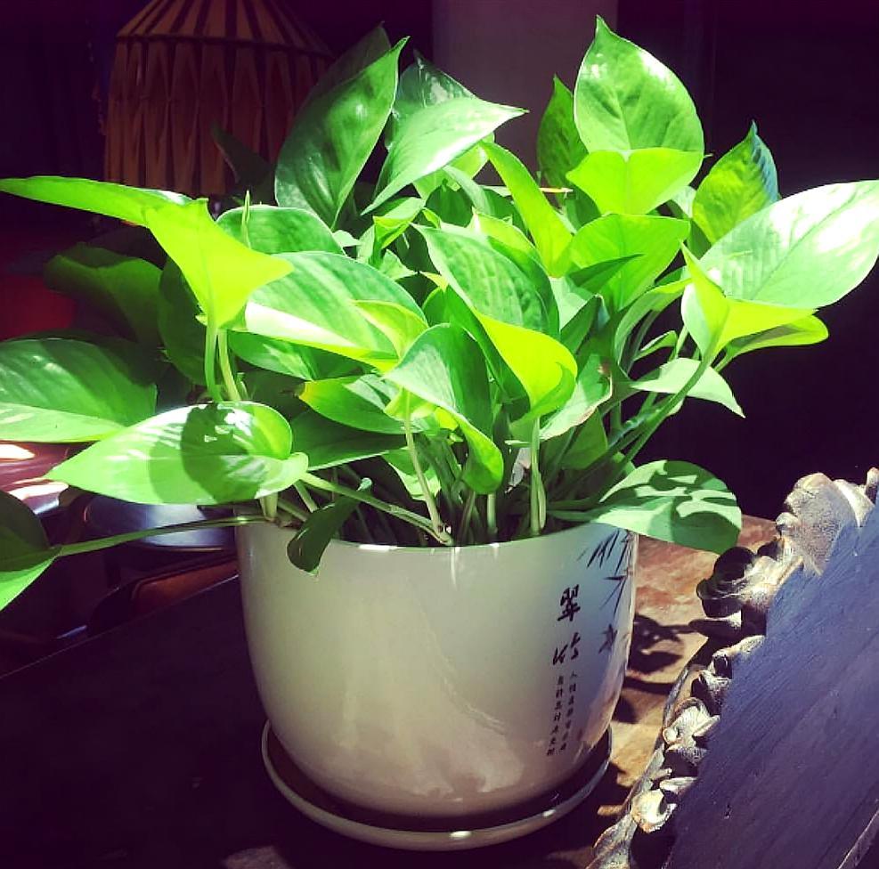 养绿萝浇什么肥料长得快,绿萝浇什么肥料好养