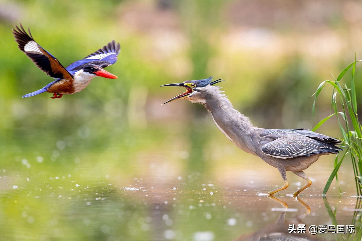 观鸟大年影片,观鸟大年在线观看