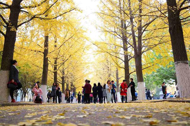 国家地理100个最美景观摄影点,全国银杏观赏地图