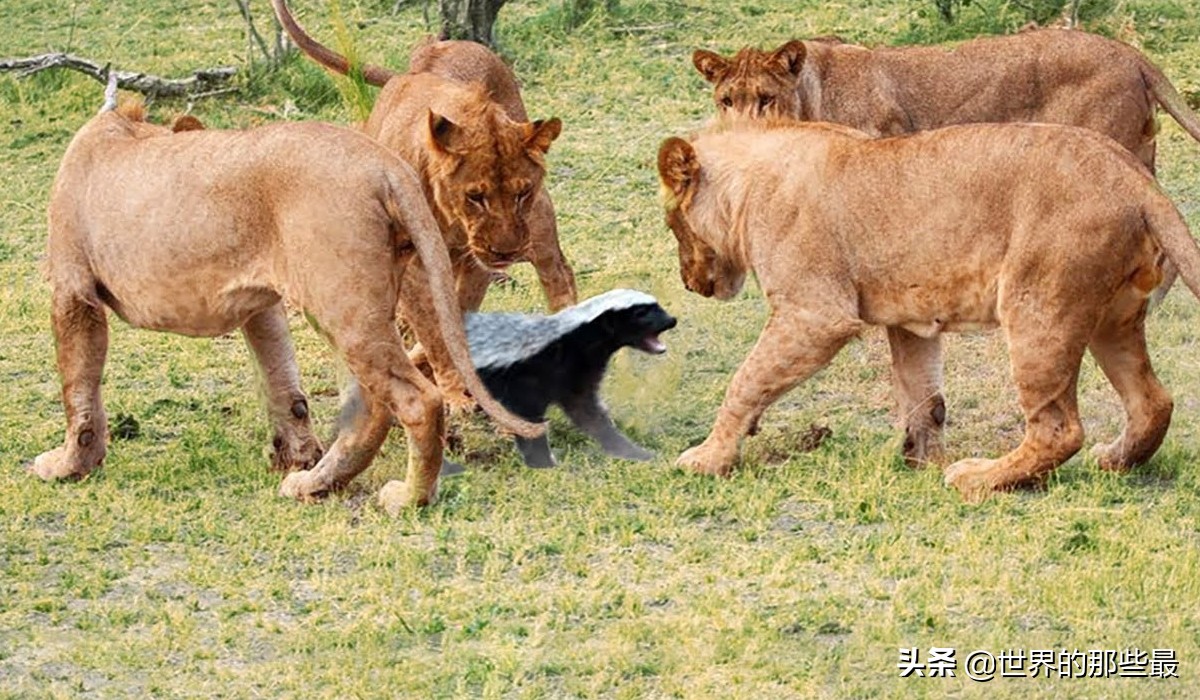 斑鬣狗对战蜜獾视频,斑鬣狗和平头哥蜜獾