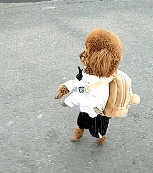 那些引导狗狗站立行走的博主，请停下，不要再伤害可怜的狗狗