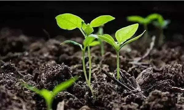 巴斯夫锐收果香杀菌剂作用,农药杀菌剂分类与杀菌作用