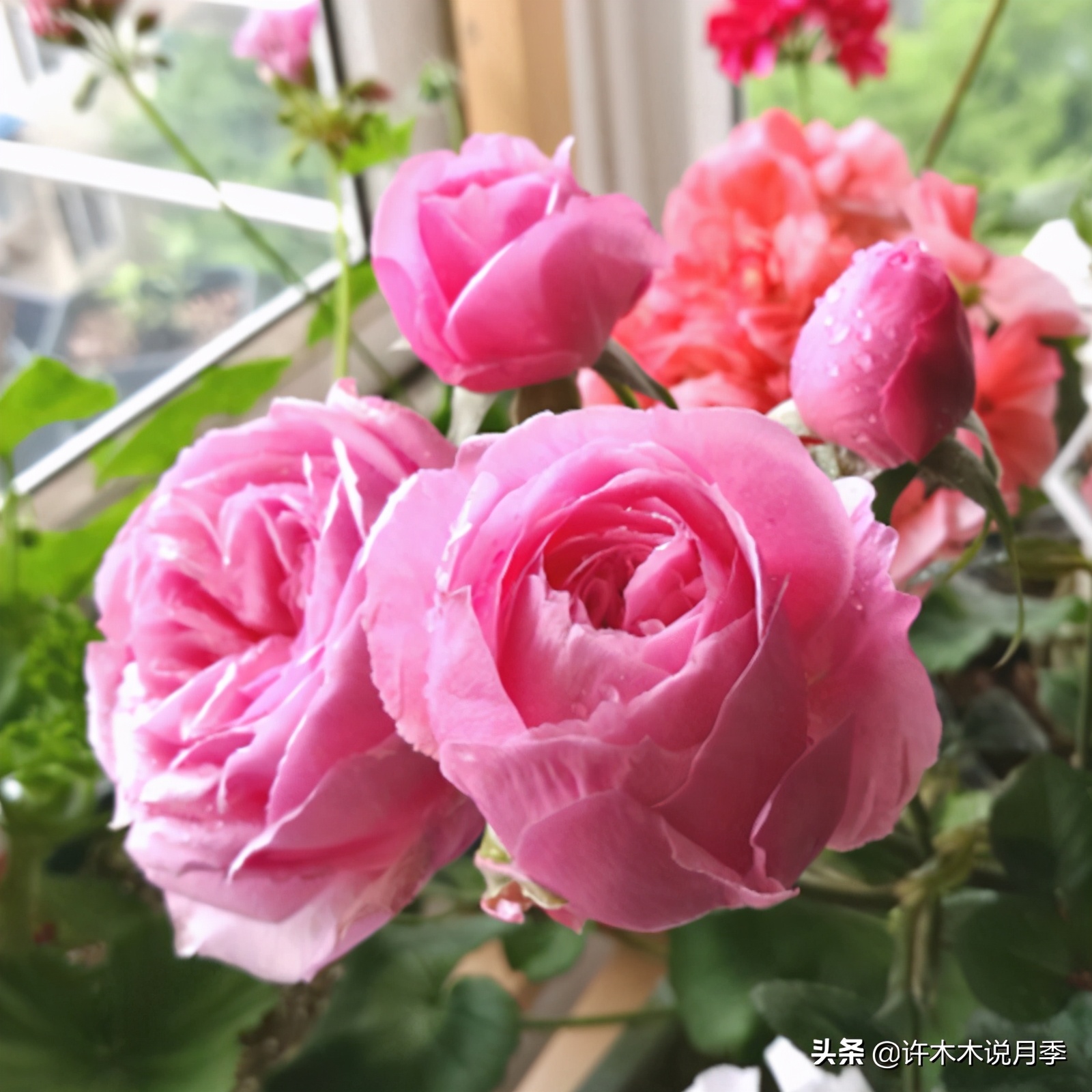 月季品种大全怎样养好月季,月季哪个品种好养一点