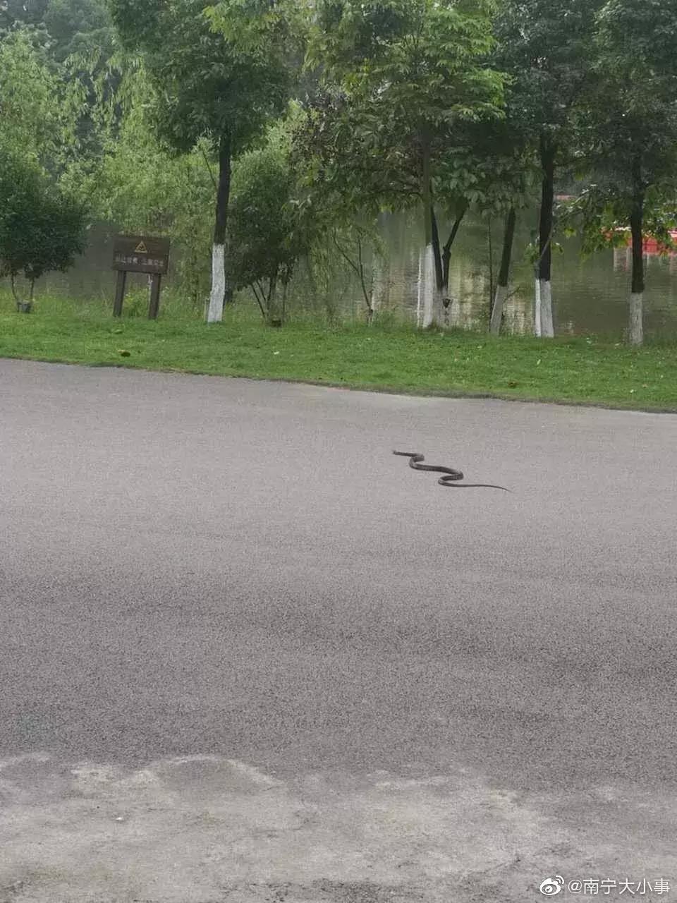 游客被毒蛇咬伤怎么处理,广西一名男子被五毒蛇咬伤