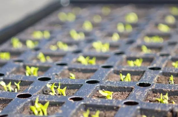 玉米棒子插水里，7天冒出小森林