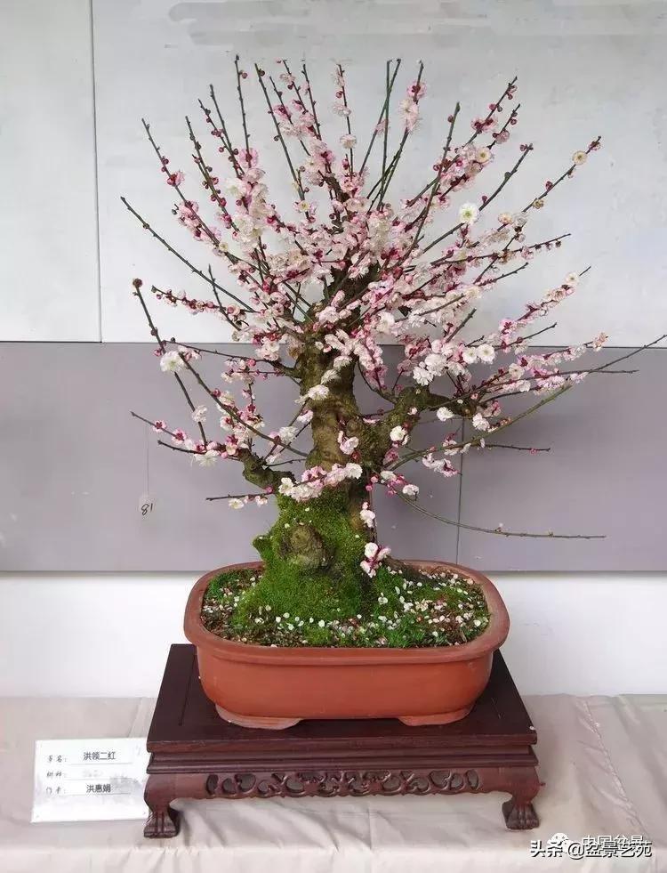 赏梅花十首最好的诗,最经典的梅花十绝