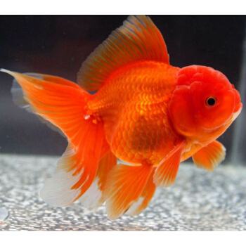 常见的金鱼种类与区别,常见的金鱼图片及名称