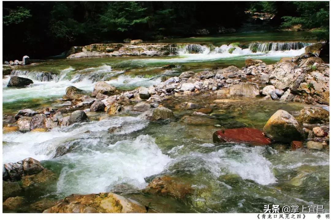 松子榛子,榛子东北榛子