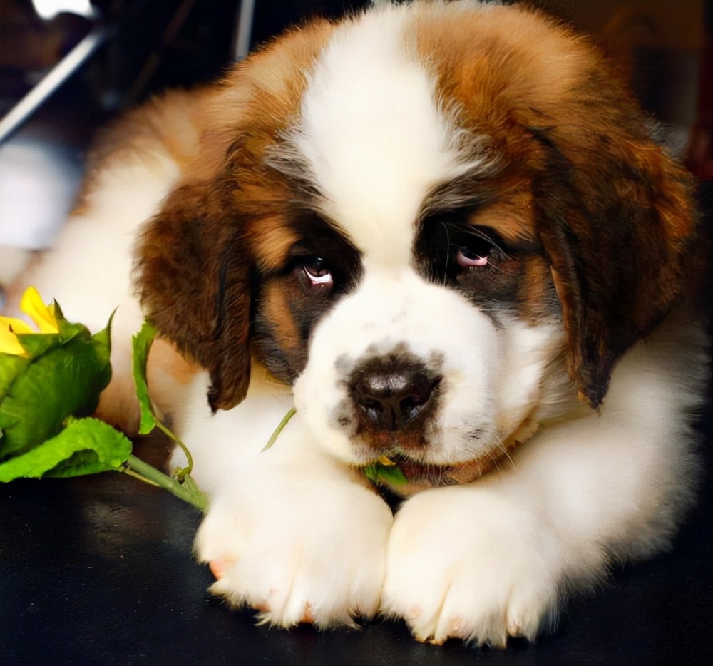 公认十大最好养的狗中型犬,狗界无攻击性的三大犬