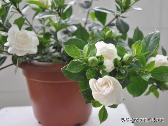 栀子花叶片发黄怎么办小妙招,栀子花能用啤酒兑水喷雾叶子吗