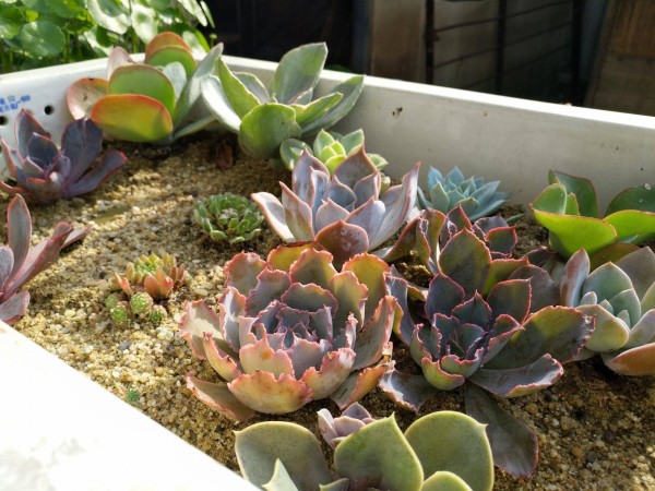 适合栽在庭院的多肉,庭院地栽多肉设计