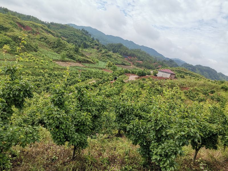 农村种植创业的项目小本生意,农村果树种植可行性