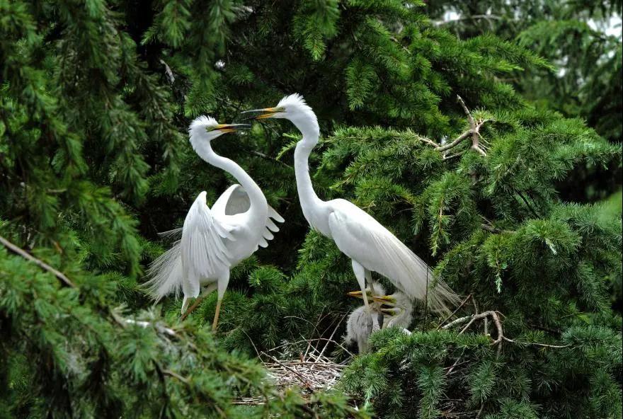 中国的植物多样性保护,全国林草生物多样性保护成就展