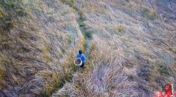 李子柒田园生活的魅力在哪里,当李子柒看到了不一样的田园生活