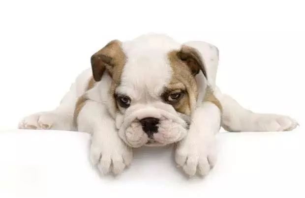 72种名犬分类介绍及图片,72种名犬及图片