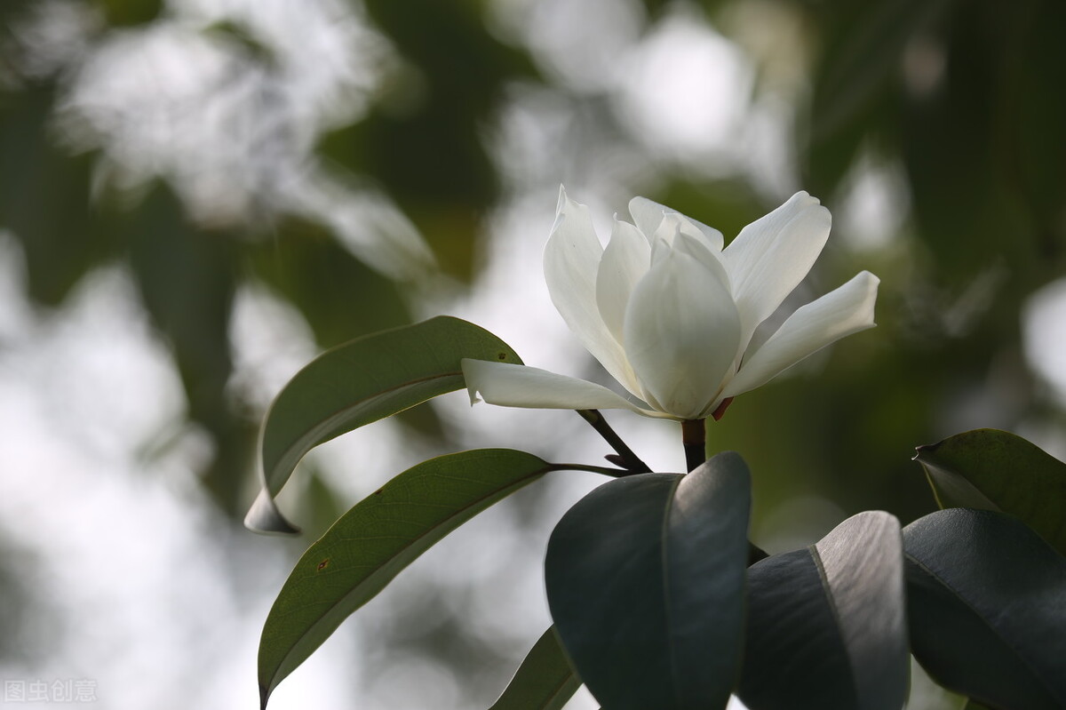 知其白，守其黑，为天下式。为天下式，常德不忒，复归于无极