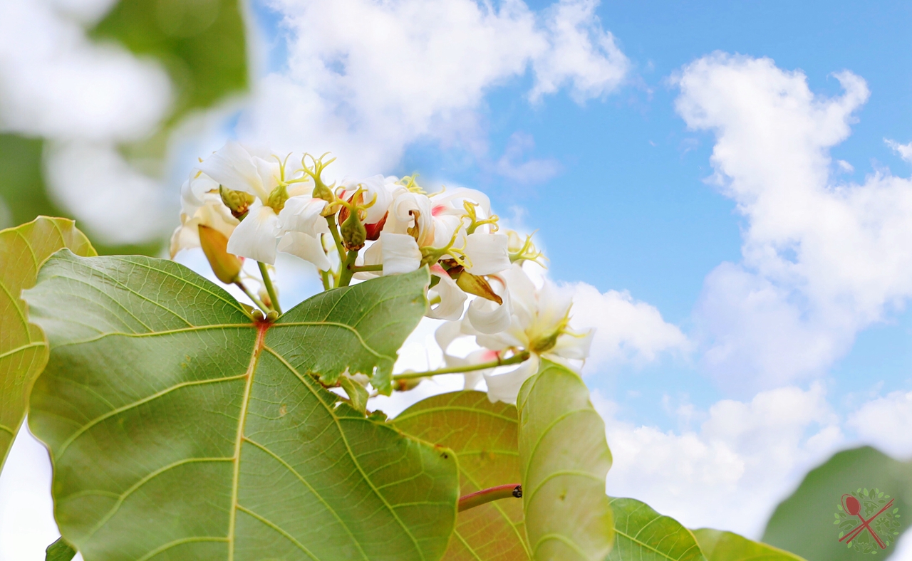 广州簕杜鹃瀑布,广州附近的高山瀑布