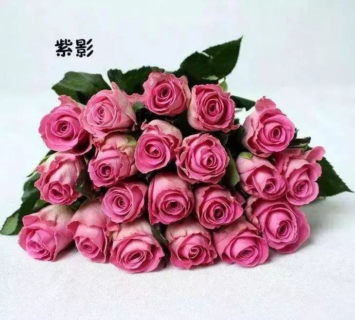 一万年一次的2020520；一起认识100种玫瑰~别送错啊