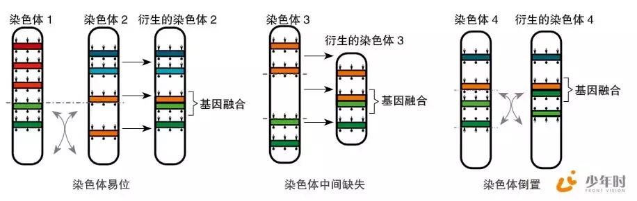 费城染色体形成原因,费城染色体会有什么影响