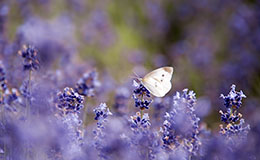 不要以貌取人英语短片,不能以貌取人用英语怎么说