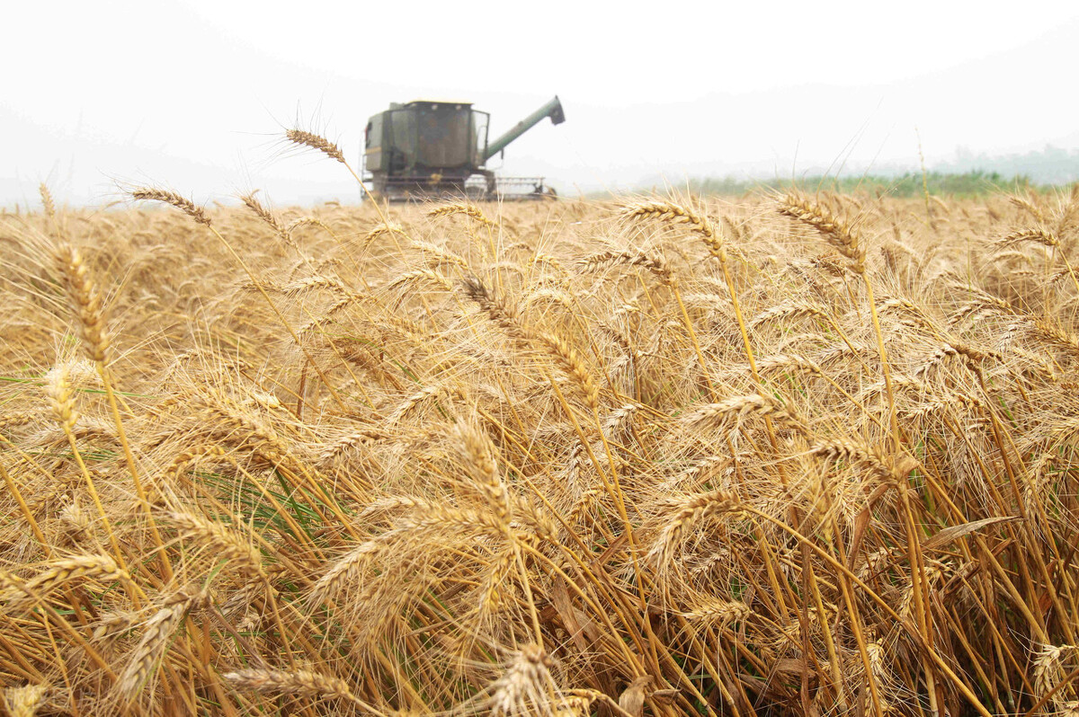 印度人说咖喱味英文,印度英语咖喱味日本英语什么味