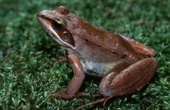 让人惊奇冷知识：“衣冠*兽禽**”竟然是夸人