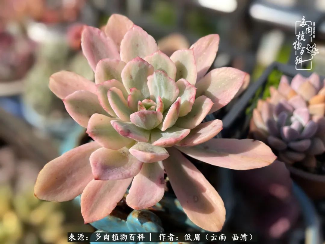 多肉植物百科如何投稿,感谢多肉植物百科的陪伴