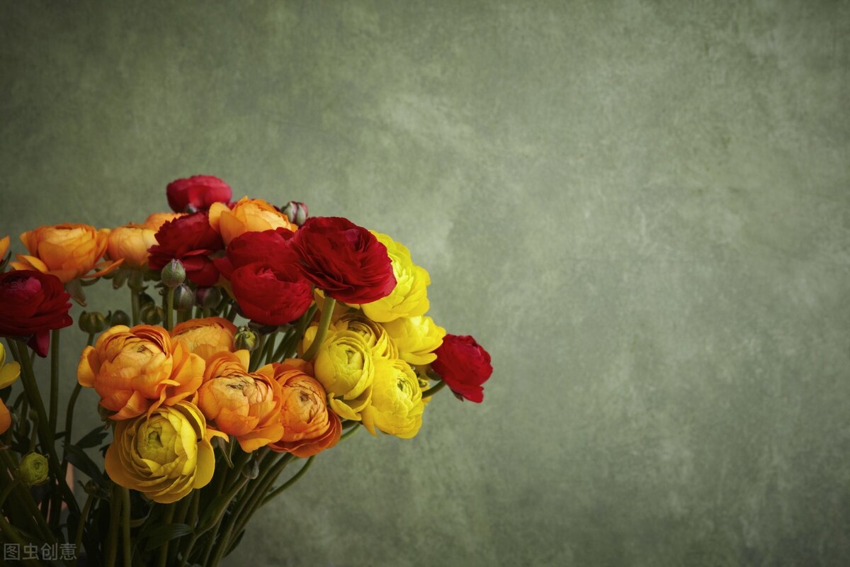 什么花的花语是重新开始,十朵花的花语是什么意思