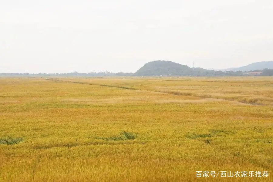 苏州西山免费打卡,苏州西山区网红打卡圣地图片