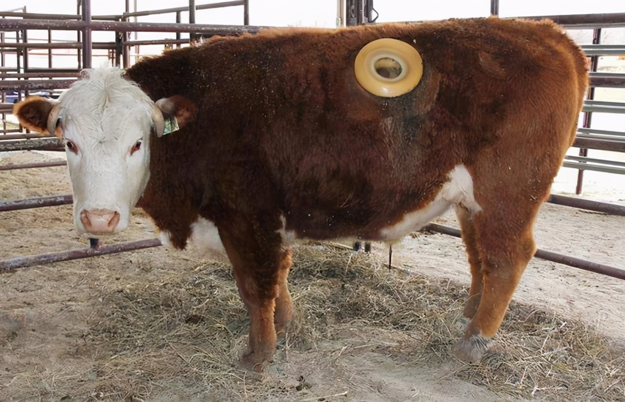 为什么要给牛身上开一个洞呢,为什么牛要开洞