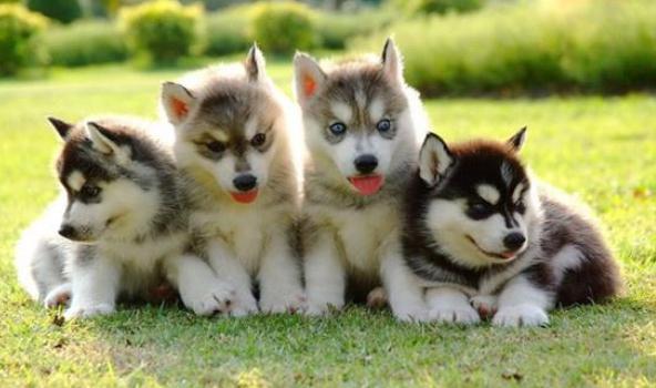 哈士奇幼犬怎么挑选,哈士奇幼犬怎么选