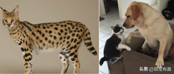 奇异宠物打碎我们的固有认知,辟谣奇异生物