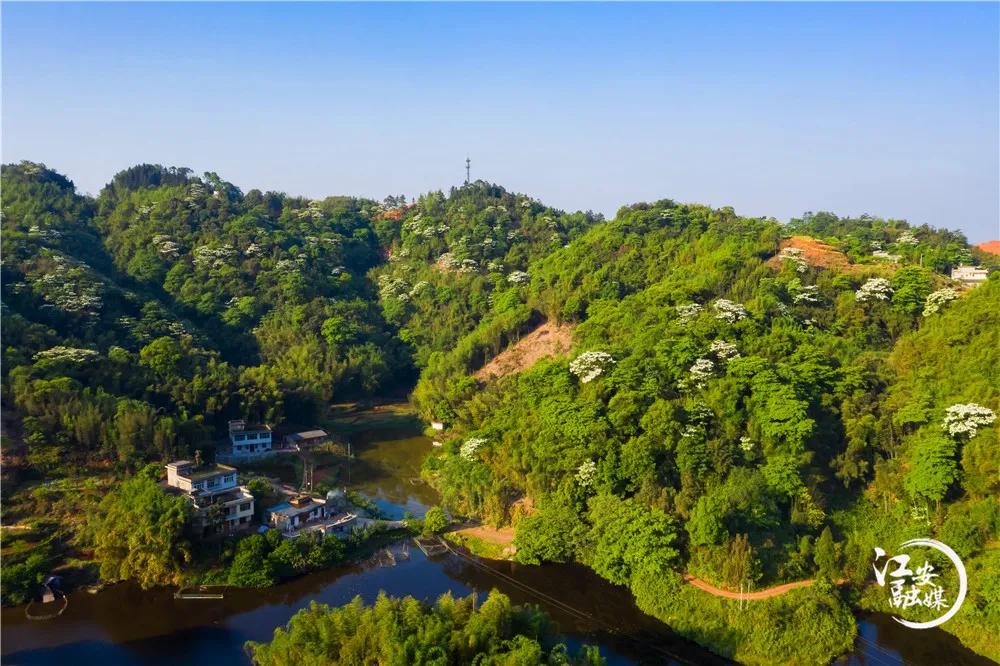 江安县怡乐镇第二届“千年桐万亩花”摄影大赛开赛了