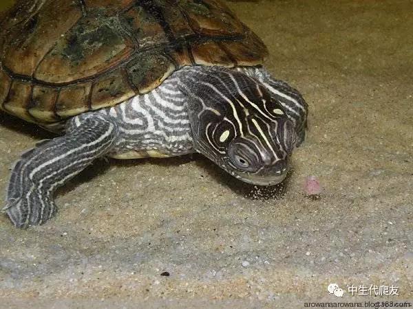 地图龟成体样子,地图龟种类及图解