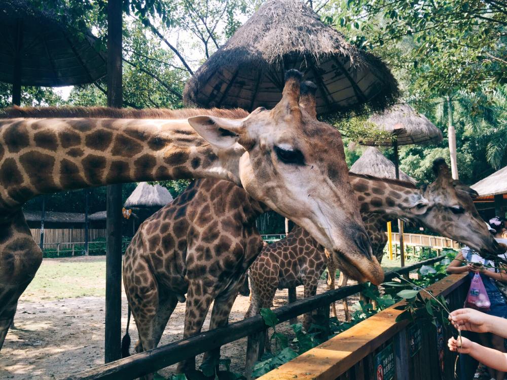 国内首屈一指的主题乐园，广州长隆旅游度假区，回归大自然的地方