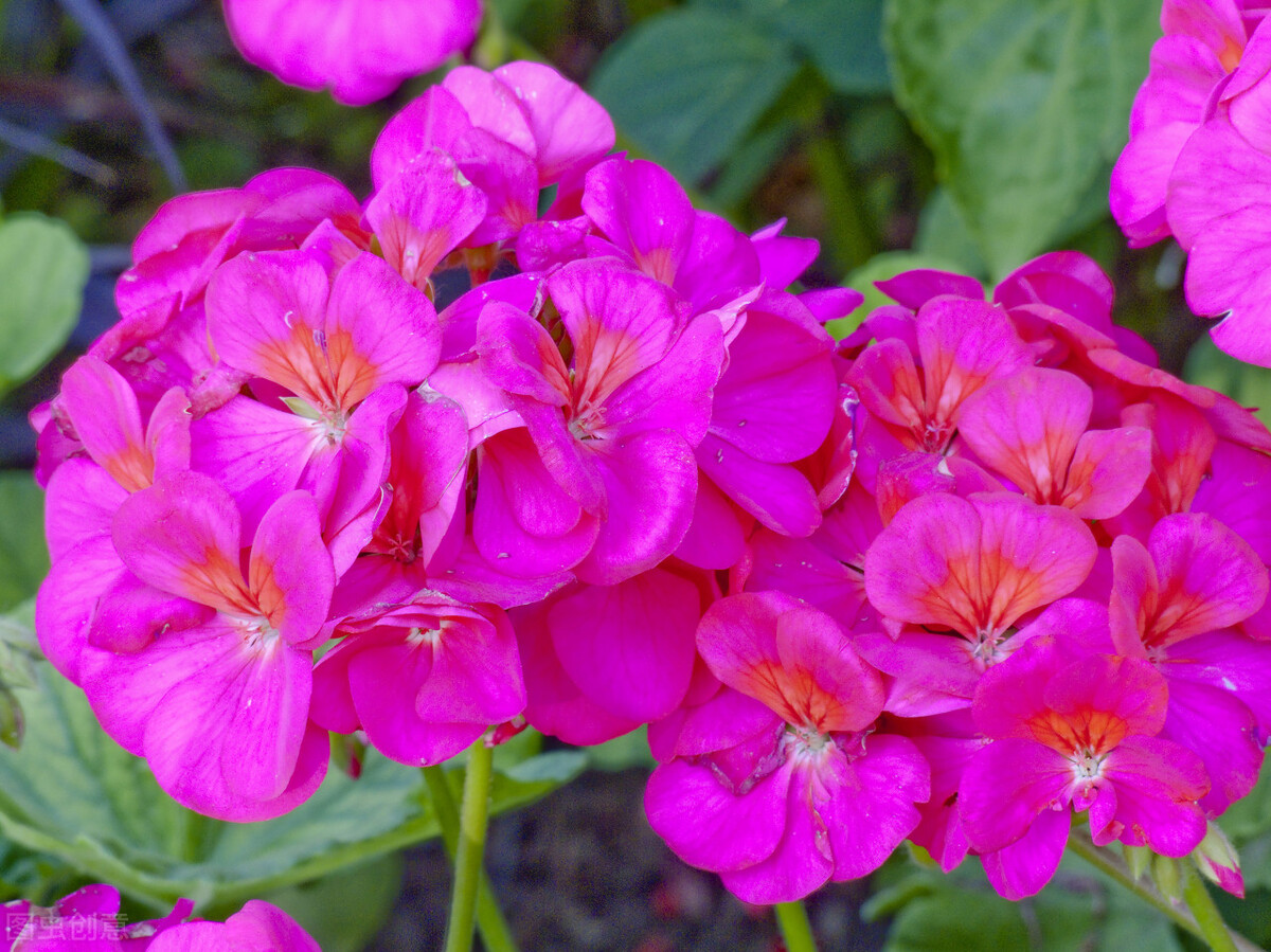 夏天院子蚊虫多咋办,庭院蚊虫多怎么办有何妙招