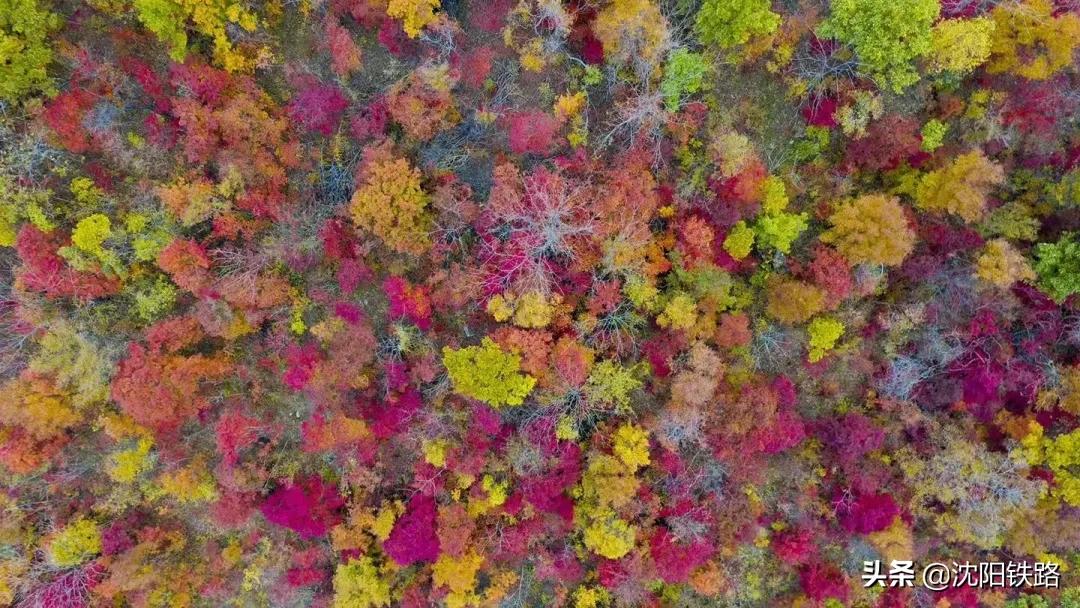 这份攻略带你走进最佳赏枫地,四大赏枫胜地你最想打卡哪个