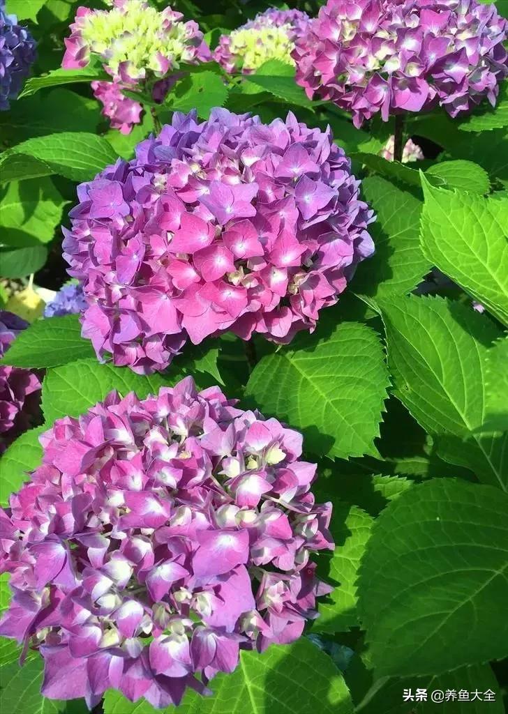 一至十二月的花期,12月到2月份的花期