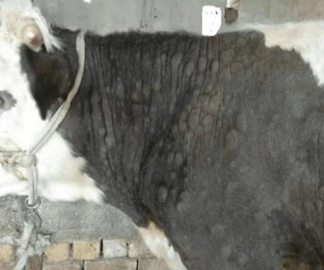 养牛场牛有癣怎么办,育肥牛身上牛皮癣的最佳治疗方法