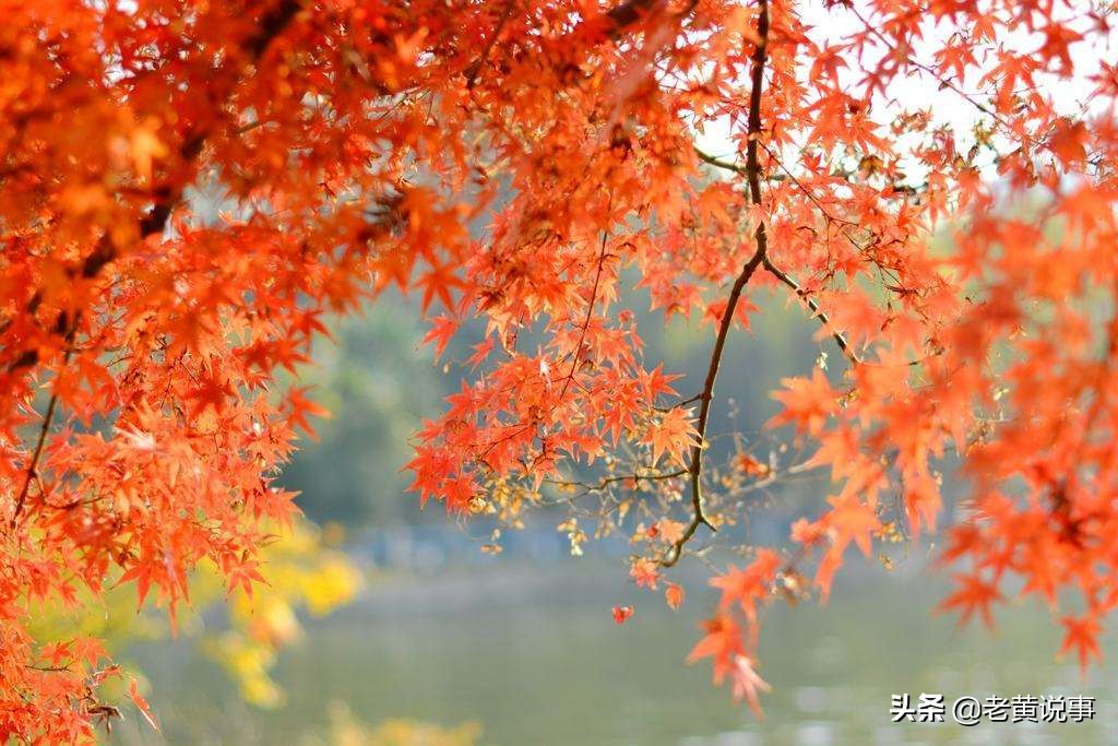 一骑红尘妃子笑的骑意思,一骑红尘妃子笑的骑是什么意思