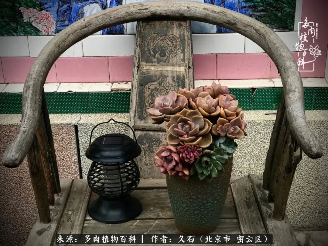 与多肉朝夕相伴的美好时光,多肉相伴人生无忧图片