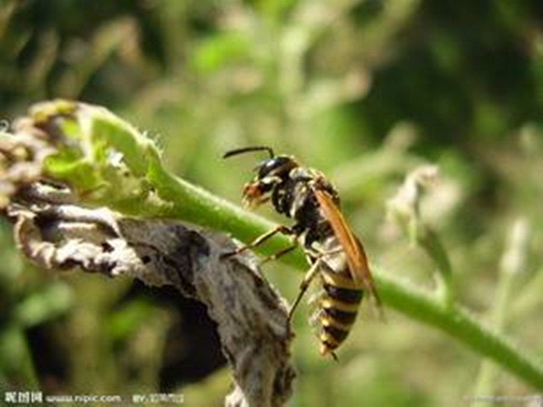 我和虫子大战完整版,我与昆虫的对决