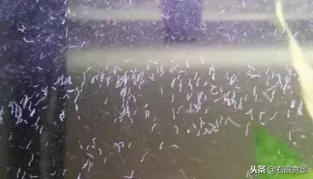 那些年让你防不胜防的草缸偷渡客