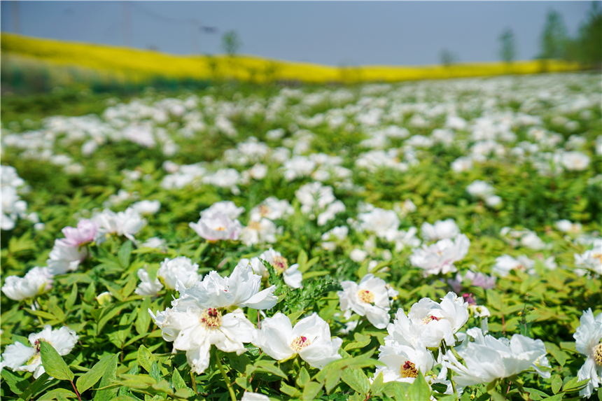 我和宿州有个约会，一场花事，一次慢旅行，探寻最烟火的宿州味道