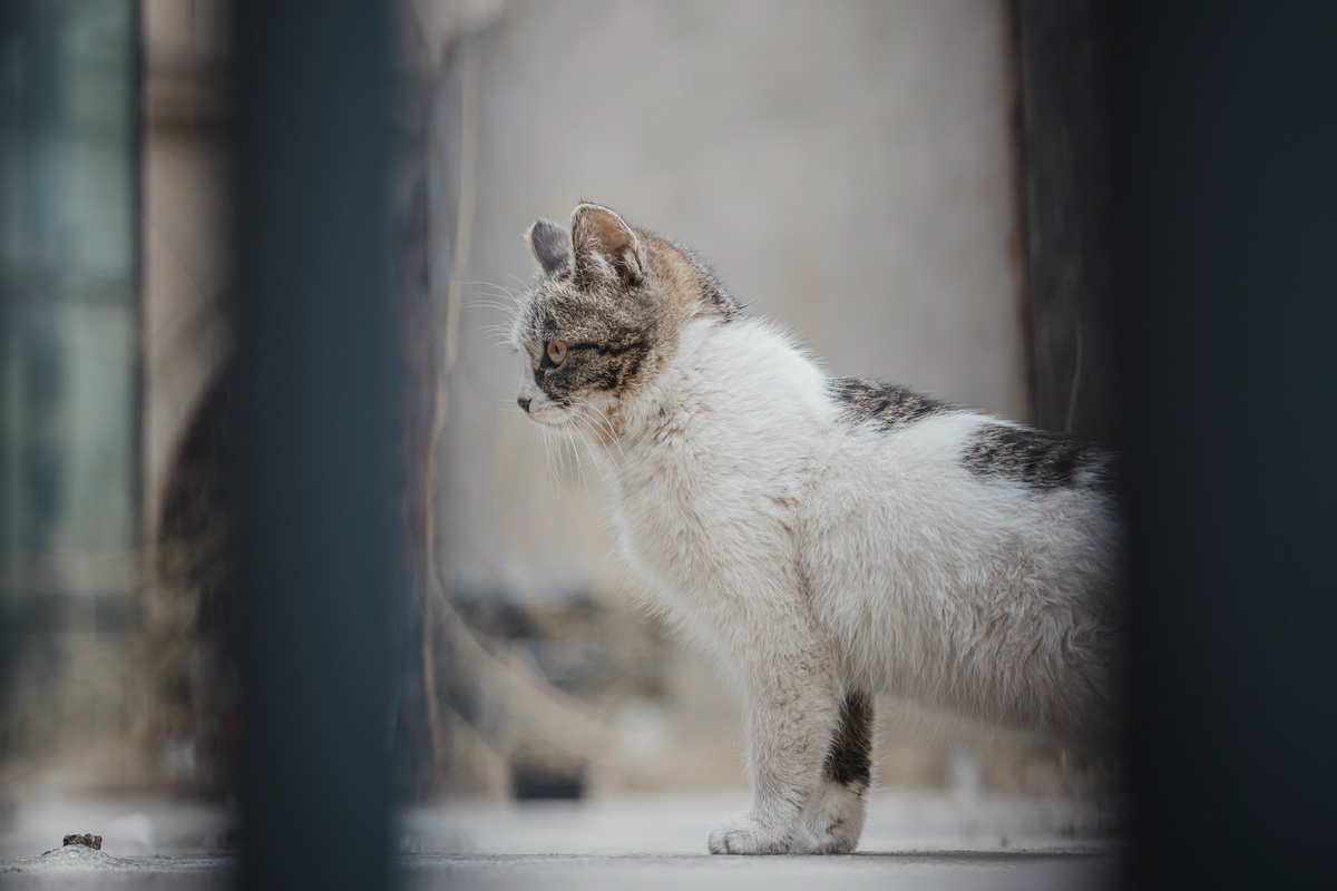 史上最轻便长焦利器佳能RF70-200mmF4L镜头评测