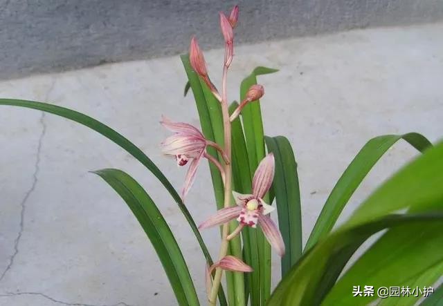 新手养兰花选择什么花,最好养的兰花四季兰品种