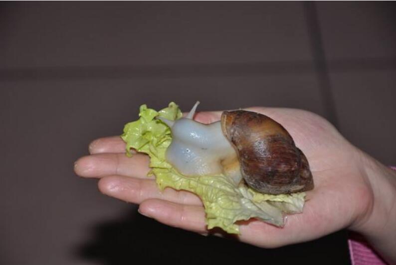 山东白玉蜗牛无土养殖市场如何,江苏白玉蜗牛有土养殖赚钱吗