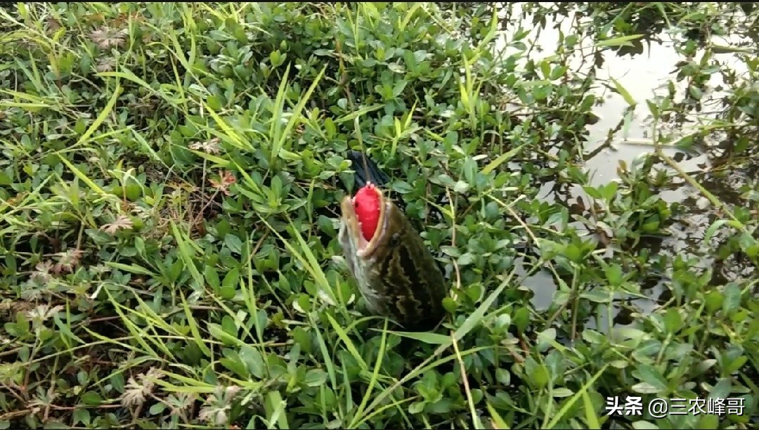 钓黑鱼正确方法,钓黑鱼的方法与技巧用路亚