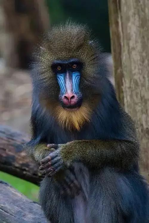 看看猴子,老猴子孙悟空72变