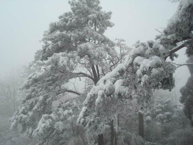 大雪压顶岁寒三友,大雪压青松青松不低头